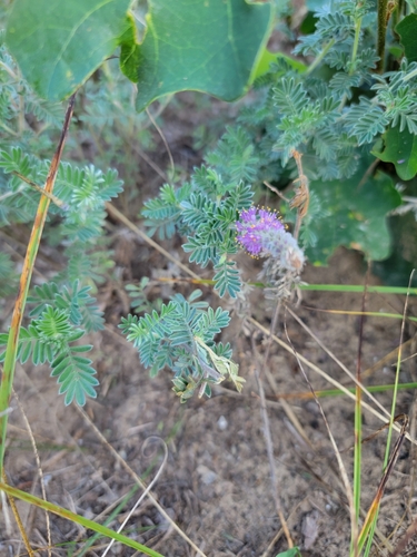 Image of Dalea villosa by (c) Logan, some rights reserved (CC BY)