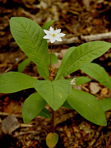 Arctic Starflower