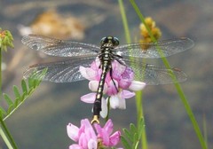 Arigomphus villosipes