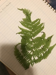 Athyrium