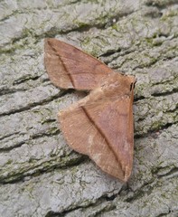 Ugia purpurea