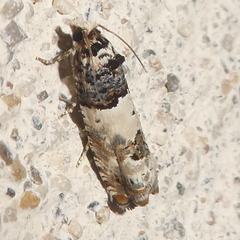 Epinotia thapsiana