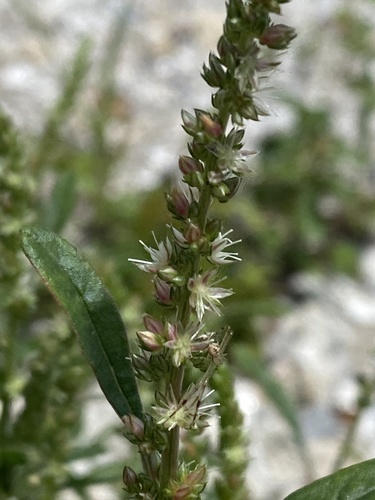 Florida amaranth (Amaranthus floridanus)
