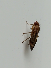 Opomyzidae