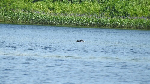 Common Loon