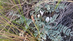 Astragalus testiculatus