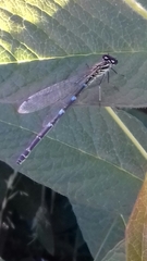 Coenagrion