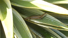 Copeoglossum nigropunctatum