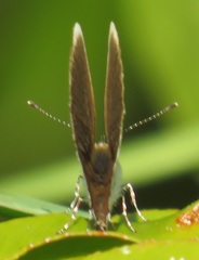 Eicochrysops hippocrates