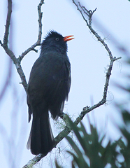 Hypsipetes borbonicus