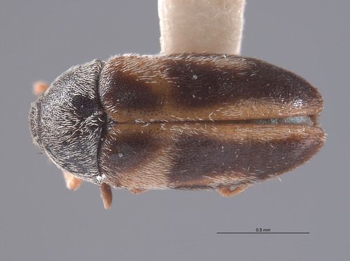 Novelsis andersoni
