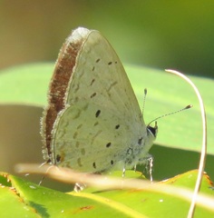 Eicochrysops hippocrates