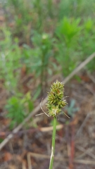 Carex cephalophora
