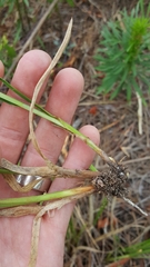 Carex cephalophora