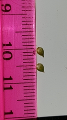 Carex cephalophora