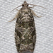 Proteoteras aesculana - Photo (c) Isabel,  זכויות יוצרים חלקיות (CC BY-NC), הועלה על ידי Isabel