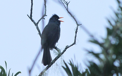 Hypsipetes borbonicus