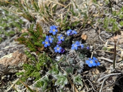 Eritrichium argenteum