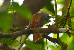 Terpsiphone bourbonnensis