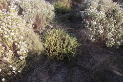 Metalasia pulchella