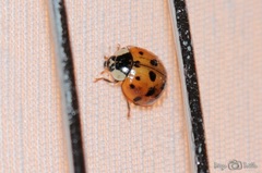 Harmonia axyridis