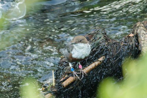 Mirlo acuático europeo (Cinclus cinclus)
