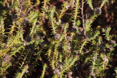 Metalasia pulchella