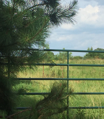 Melopsittacus undulatus domesticus