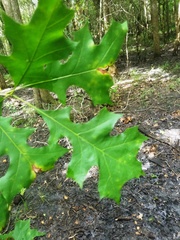 Quercus texana