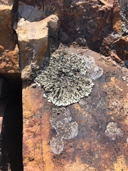 Xanthoparmelia lineola