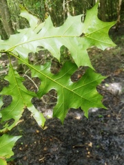 Quercus texana