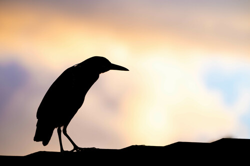 Black-crowned Night Heron photographed in Hawaii