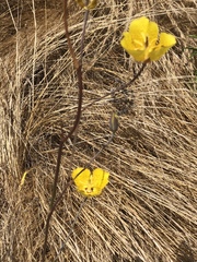 Calochortus weedii weedii