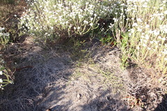 Aspalathus retroflexa