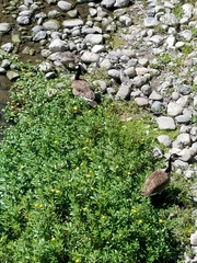 Branta canadensis