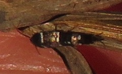 Xenolepisma globosum