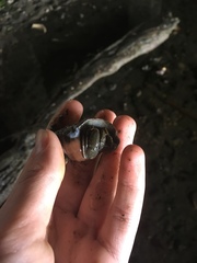 Pagurus granosimanus