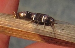 Xenolepisma globosum