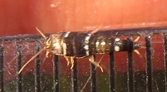 Xenolepisma globosum