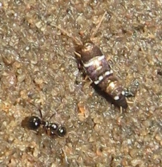 Xenolepisma