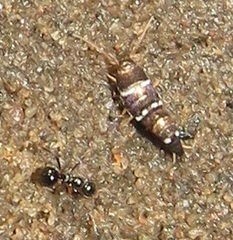 Xenolepisma globosum