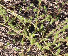 Aspalathus retroflexa