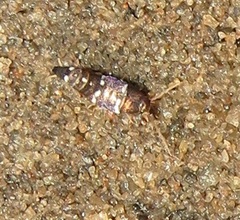 Xenolepisma globosum