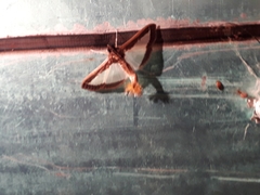 Diaphania hyalinata