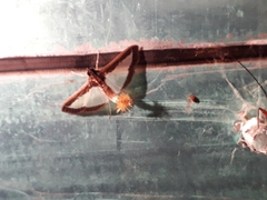 Diaphania hyalinata