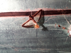 Diaphania hyalinata