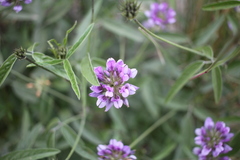 Bituminaria bituminosa