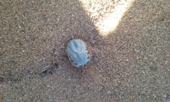 Dermacentor andersoni