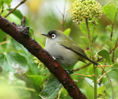 Zosterops olivaceus