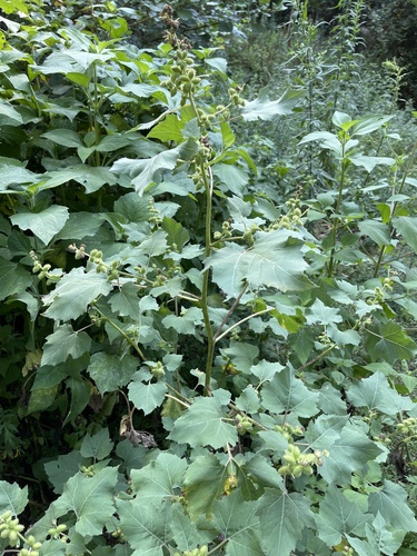 rough cocklebur